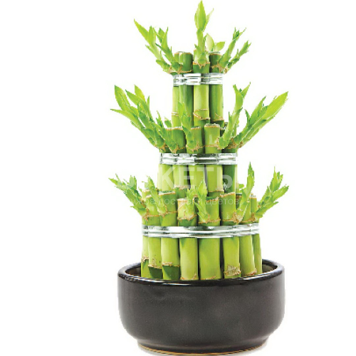 Бамбук лаки в керамике