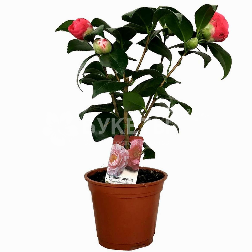 Камелия японика