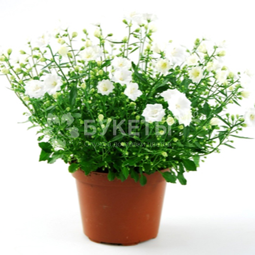 Кампанула махровая белая