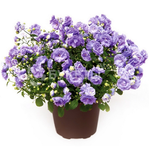 Кампанула махровая синяя