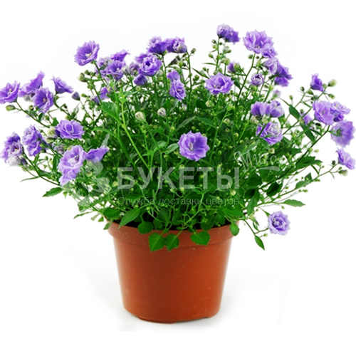 Кампанула махровая синяя