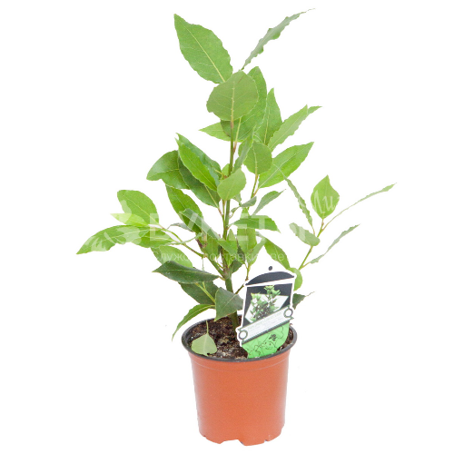 Лавр нобилес