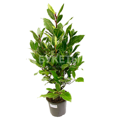 Лавр нобилес