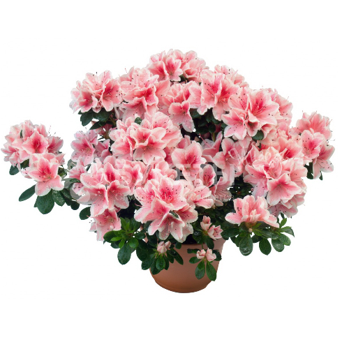 Азалия индика биколор