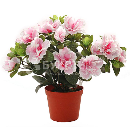 Азалия индика биколор