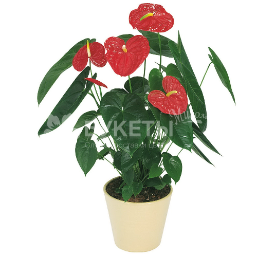 Антуриум андрианум аризона