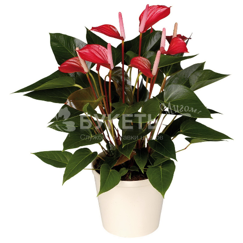 Антуриум андрианум аризона