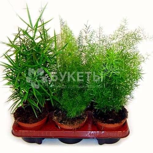 Аспарагус микс