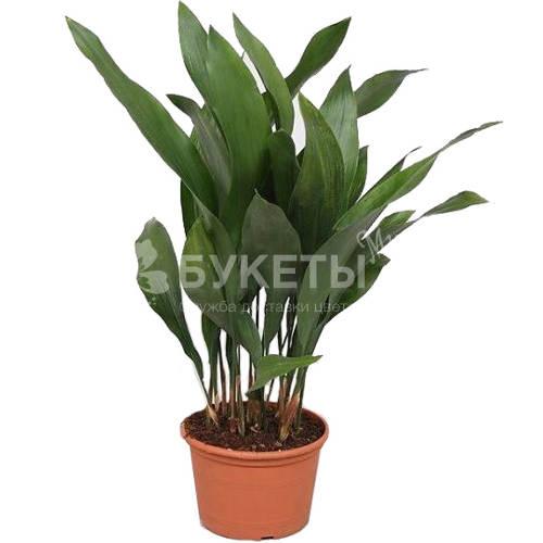 Аспидистра элатиор