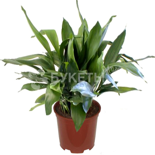 Аспидистра элатиор
