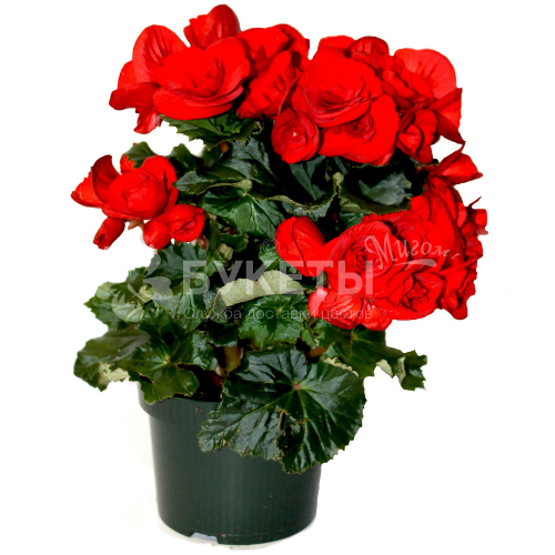 Бегония элатиор баладин красная