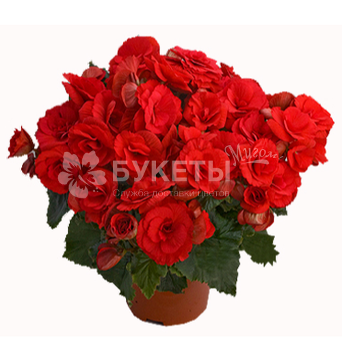 Бегония элатиор баладин красная