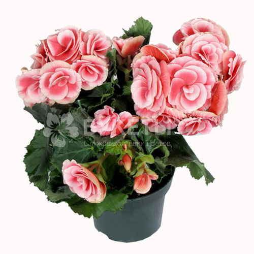 Бегония элатиор бориас