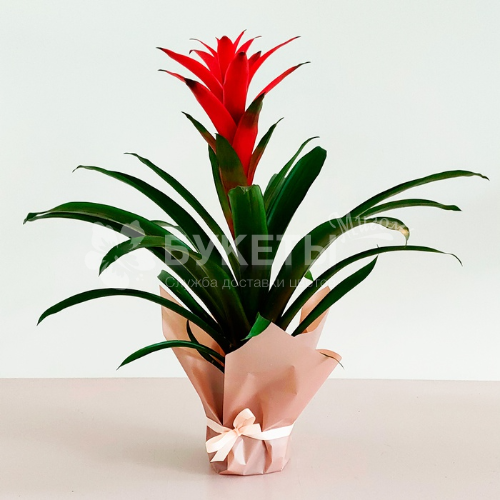 Гузмания остара