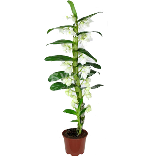 Дендробиум нобиле микс