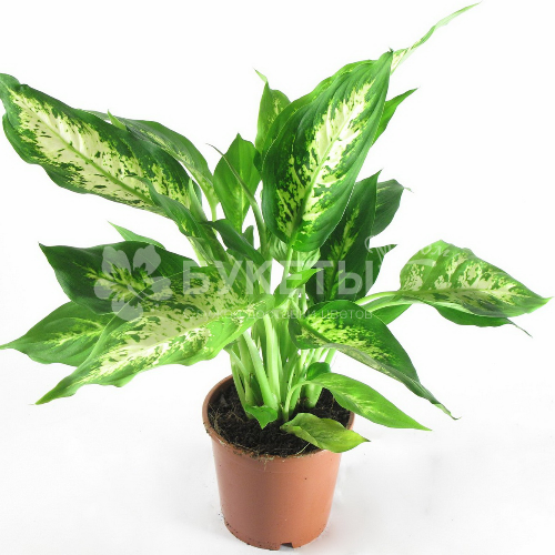 Диффенбахия