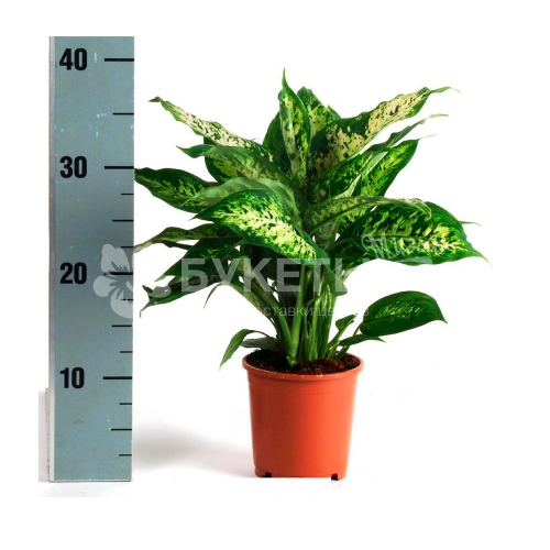 Диффенбахия