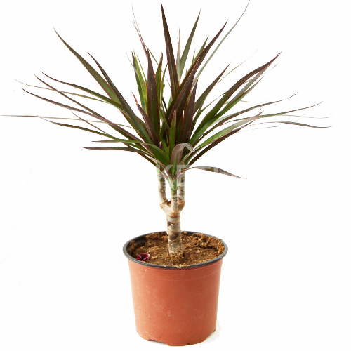 Драцена маргината биколор