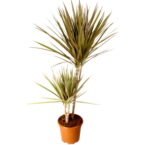 Драцена маргината биколор