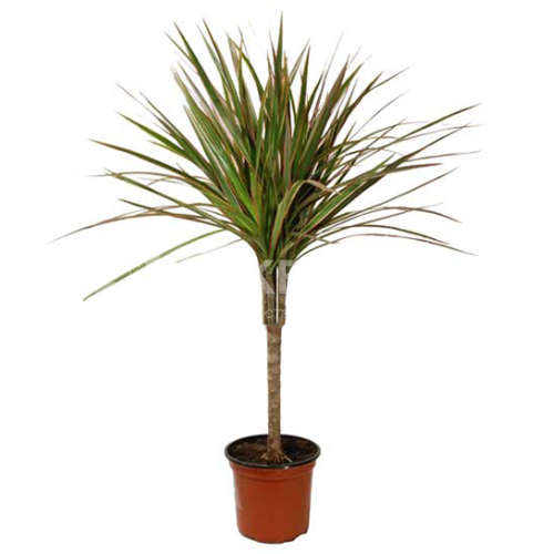 Драцена маргината биколор