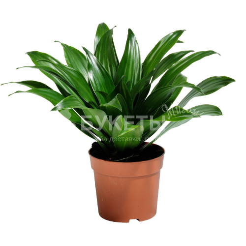 Драцена фрагранс компакта