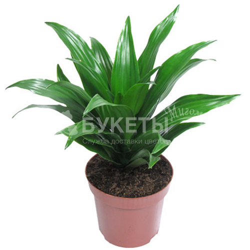 Драцена фрагранс компакта