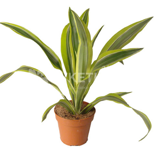 Драцена фрагранс лемон лайм