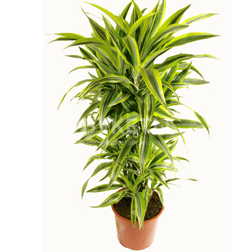 Драцена фрагранс лемон лайм разветвленная