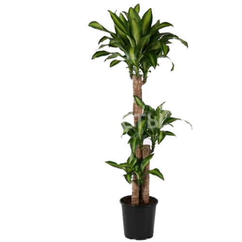 Драцена фрагранс массанжеана