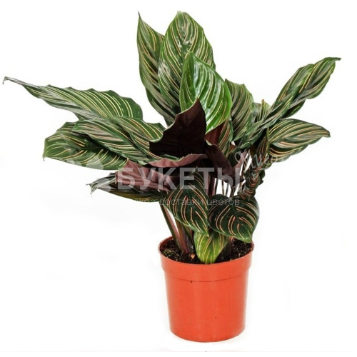 Калатея cандериана