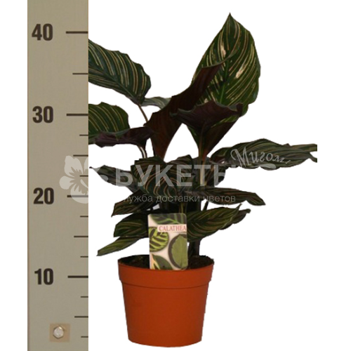 Калатея cандериана