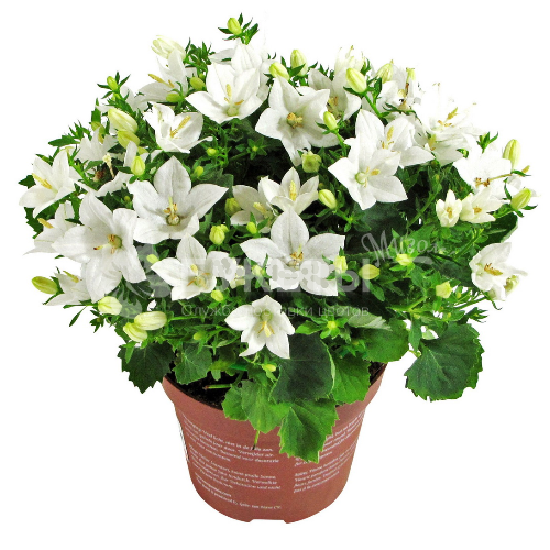 Кампанула гет ми белая