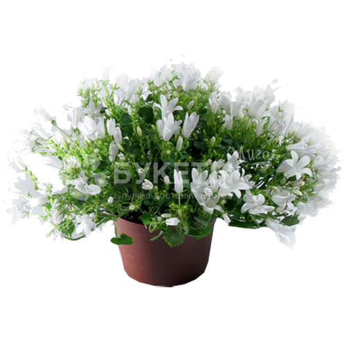 Кампанула гет ми белая