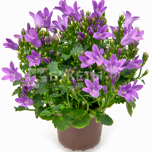 Кампанула гет ми сиреневая