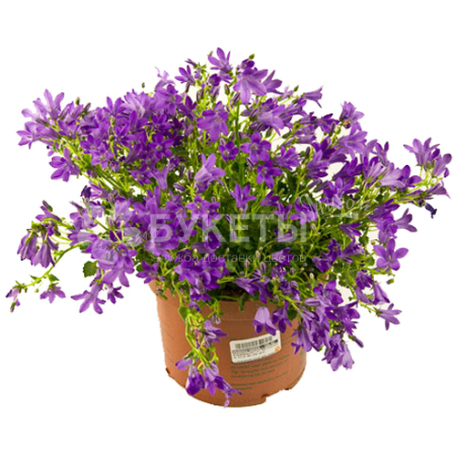 Кампанула гет ми сиреневая