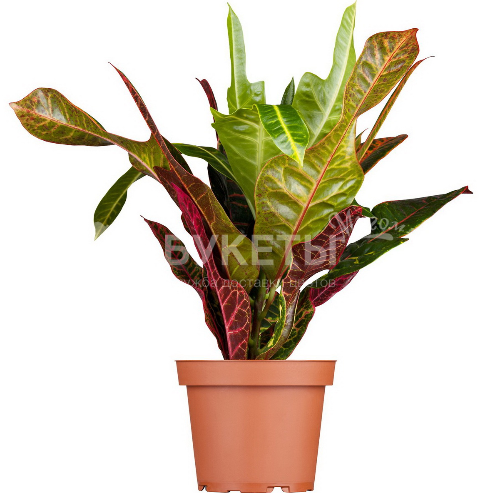 Кодиеум Мамми