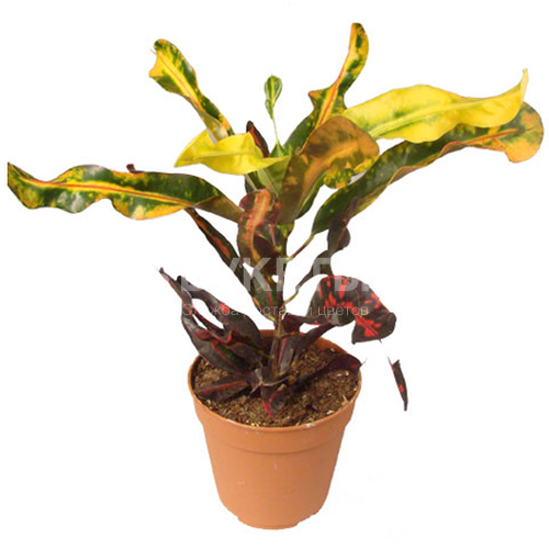 Кодиеум Мамми