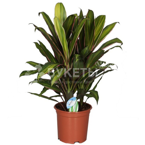 Кордилина киви