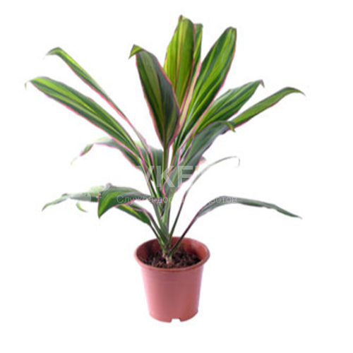 Кордилина киви