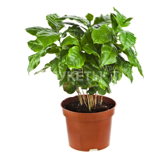 Кофе Арабика