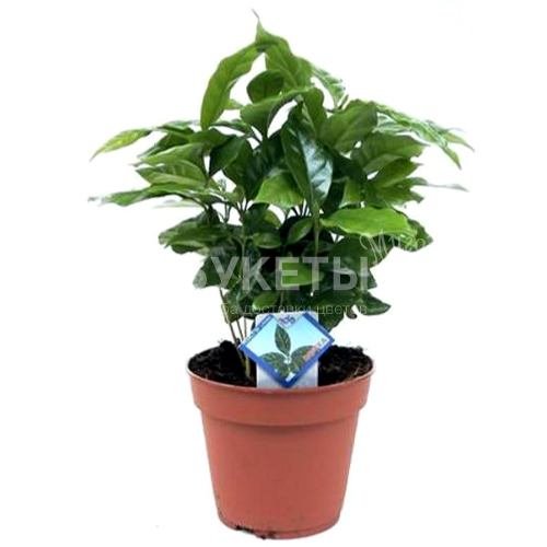 Кофе Арабика