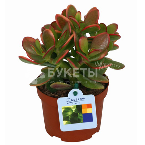 Крассула Овата (денежное дерево)