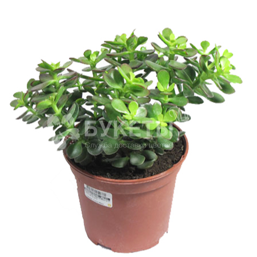 Крассула Овата минор