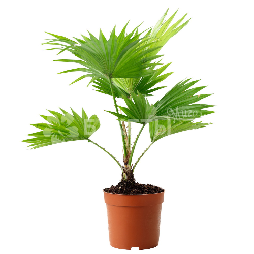 Ливистона Ротундифолиа