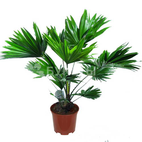 Ливистона Ротундифолиа