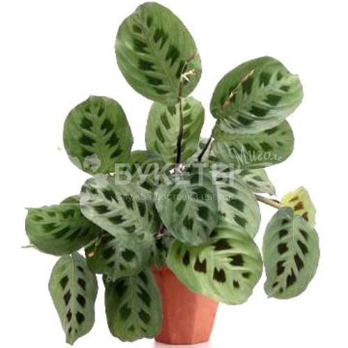 Маранта Кершовиана микс