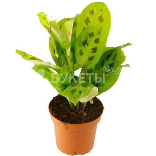 Маранта Кершовиана микс