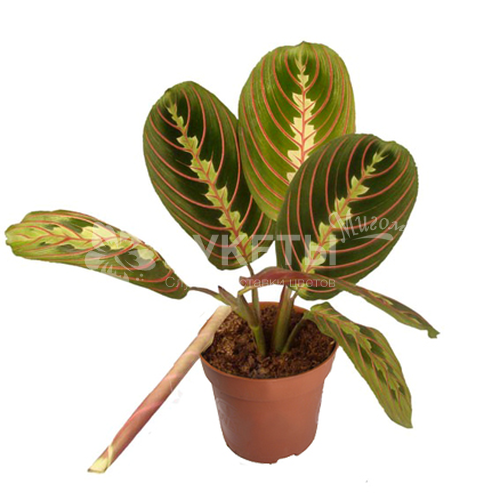 Маранта Фасцинатор Триколор