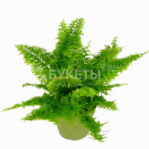 Нефролепис Соната