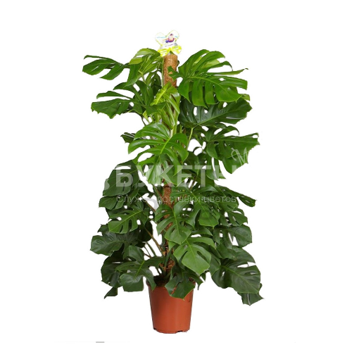 Монстера Пертусум моссток